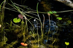 Abstract Reflections on New Hampshire Pond Landscape