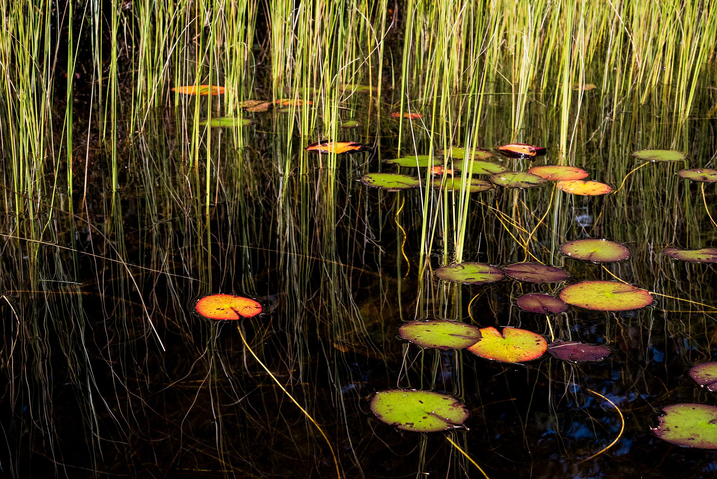 Sage Sohier Landscape Photograph – Lily Pads, Photograph, Abstract Landscape, Reflections on New Hampshire Pond 