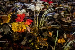 Used Lily Pads, Photograph, Abstract Landscape, Reflections on New Hampshire Pond