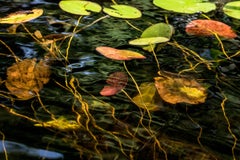 Used Lily Pads, Photograph, Abstract Landscape, Reflections on New Hampshire Pond 