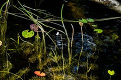 Lily Pads, Photograph, Abstract Landscape, Reflections on New Hampshire Pond 