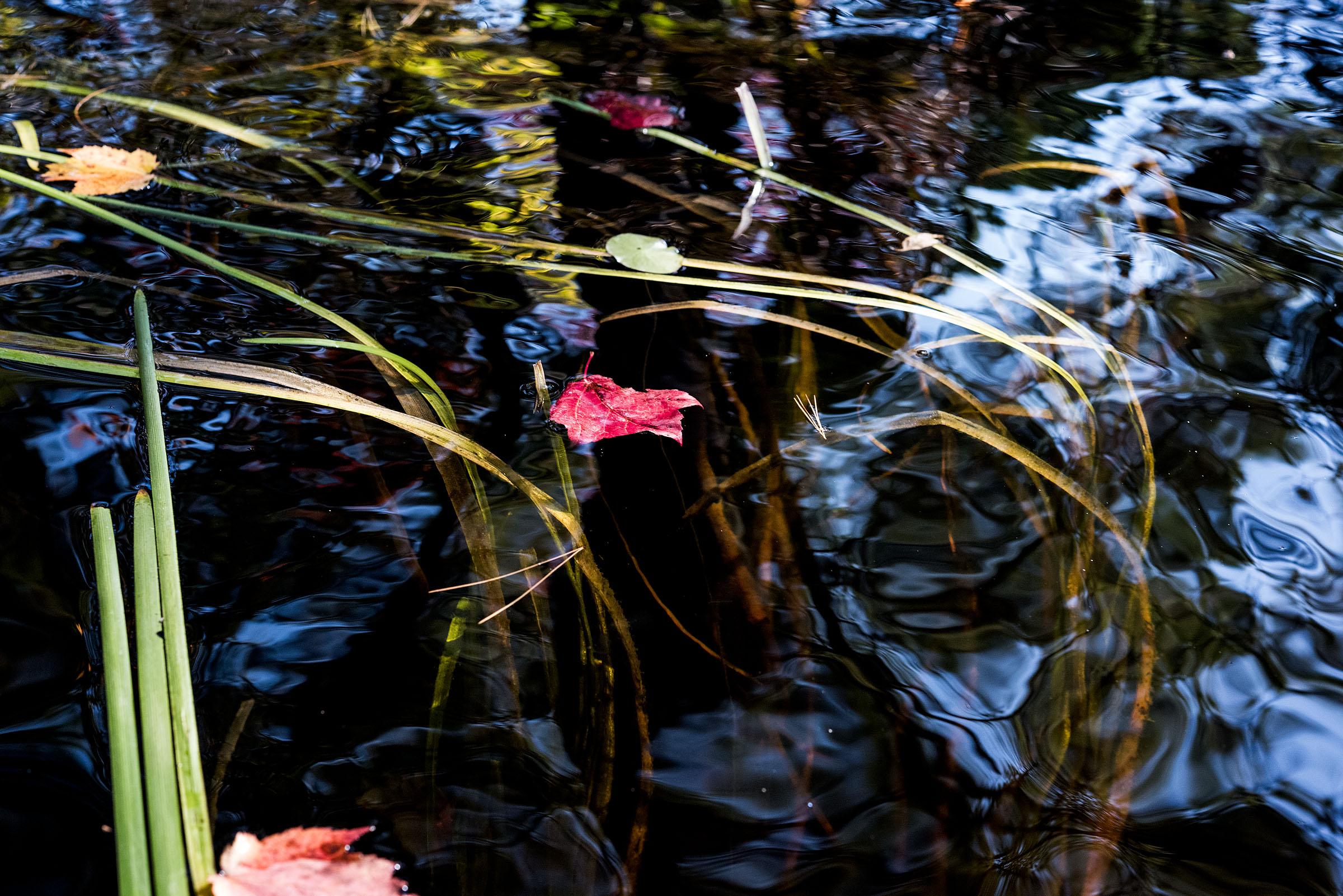 Sage Sohier Abstract Photograph - Lily Pads, Photograph, Abstract Landscape, Reflections on New Hampshire Pond