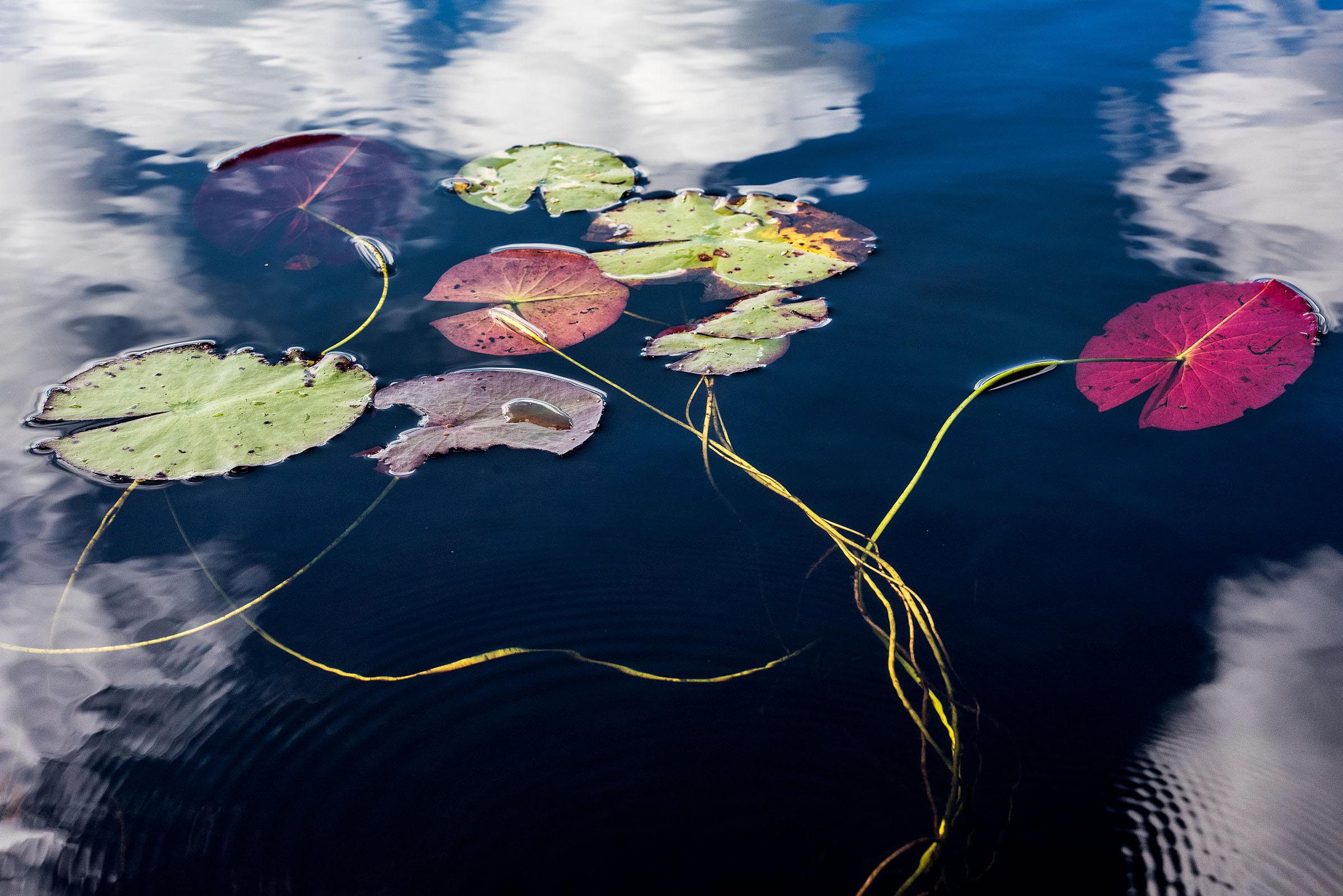 Sage Sohier Abstract Photograph - Lily Pads, Photograph, Abstract Landscape, Reflections on New Hampshire Pond