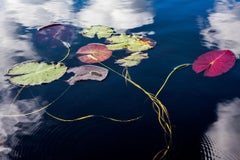 Lily Pads, Photograph, Abstract Landscape, Reflections on New Hampshire Pond