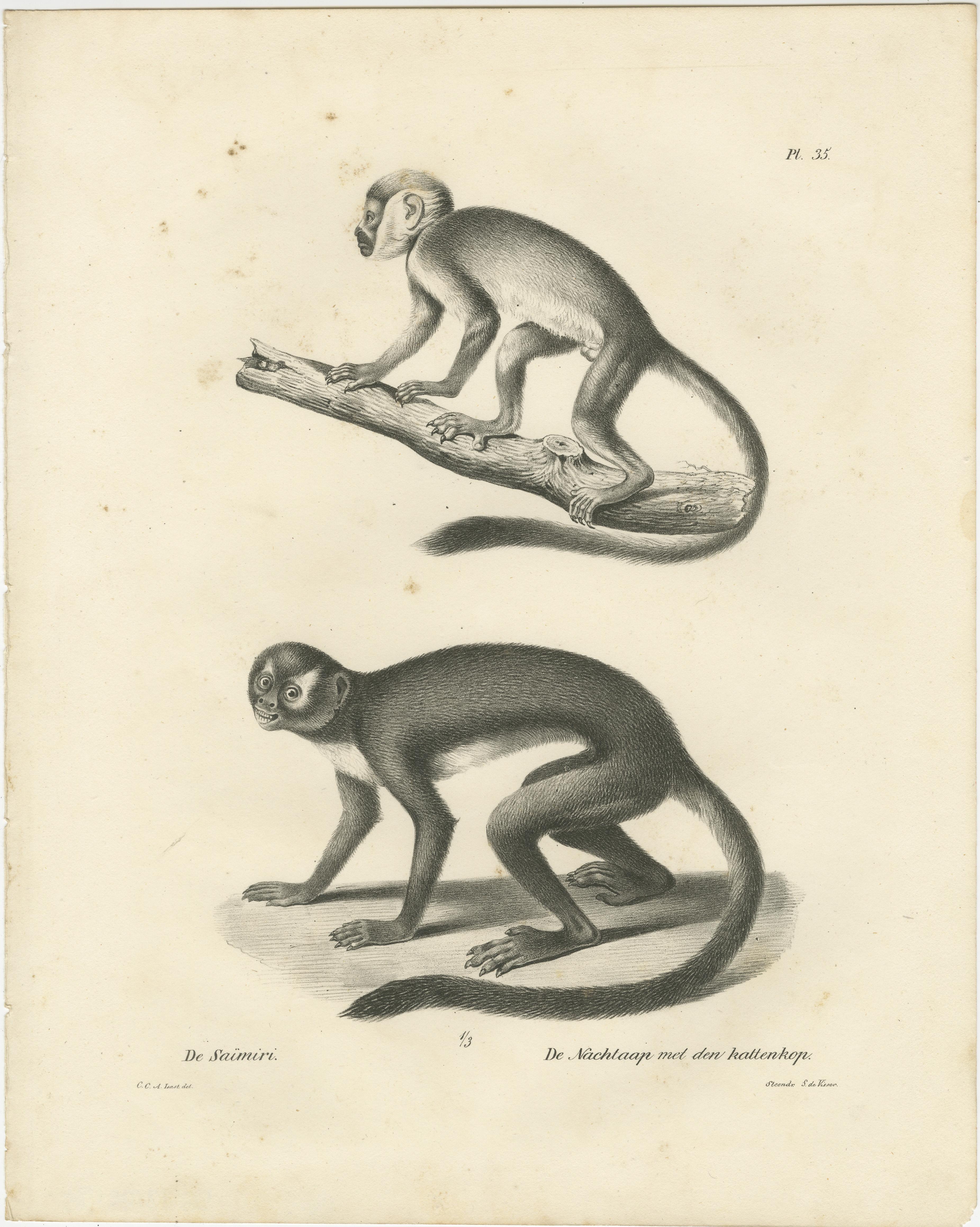 Dieses Bild zeigt zwei Lithografien von Primaten, die von Carel Christiaan Antony Last für Heinrich Rudolf Schinz' *Volledige Natuurlijke Historie der Zoogdieren* (1836) gezeichnet wurden. Diese detaillierten Darstellungen wurden von S. de Visser en