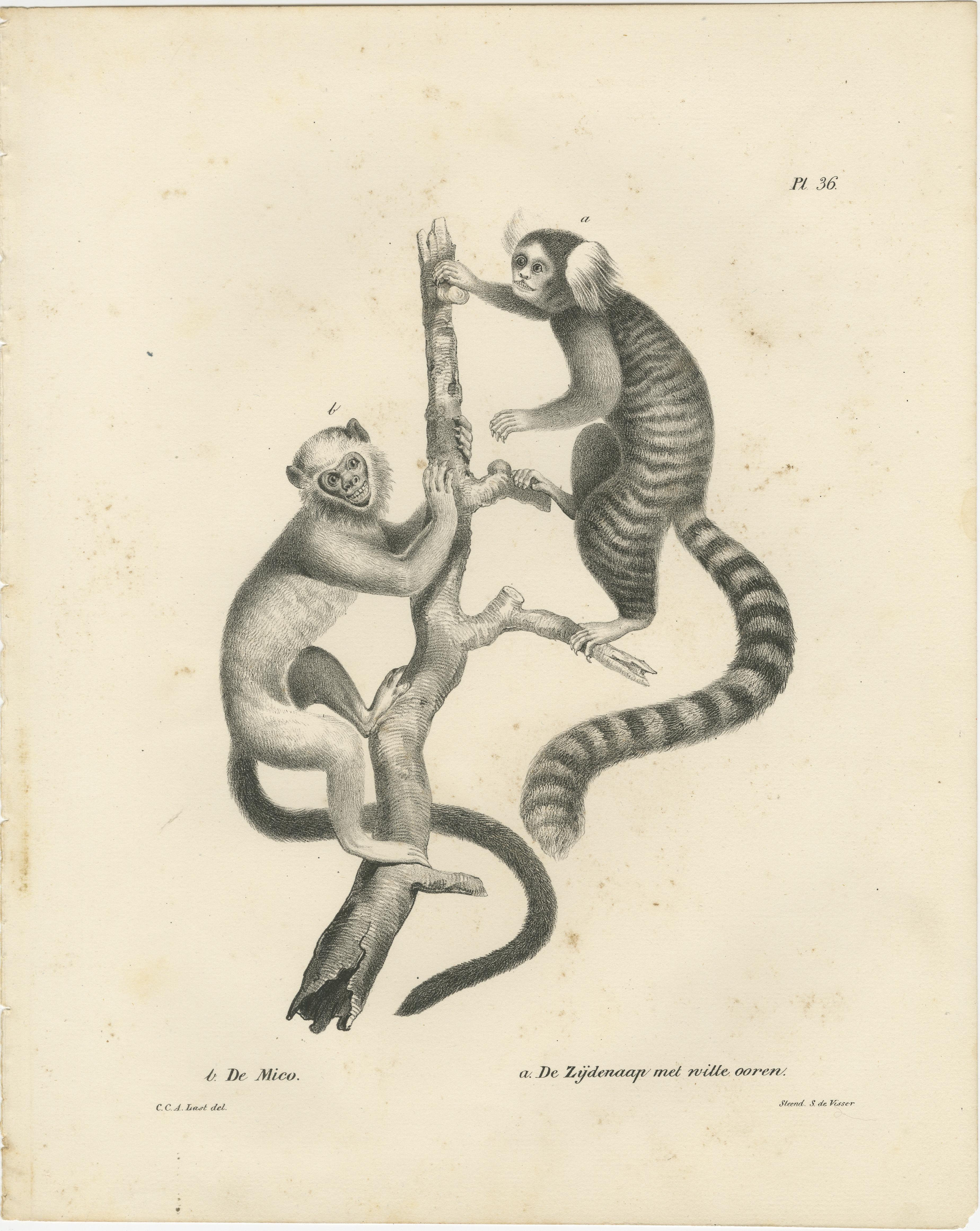 Saimiri, Nachtaffen, Mico und Seidenaffen, Lithografien von C.C. Last, 1836 (Graviert) im Angebot