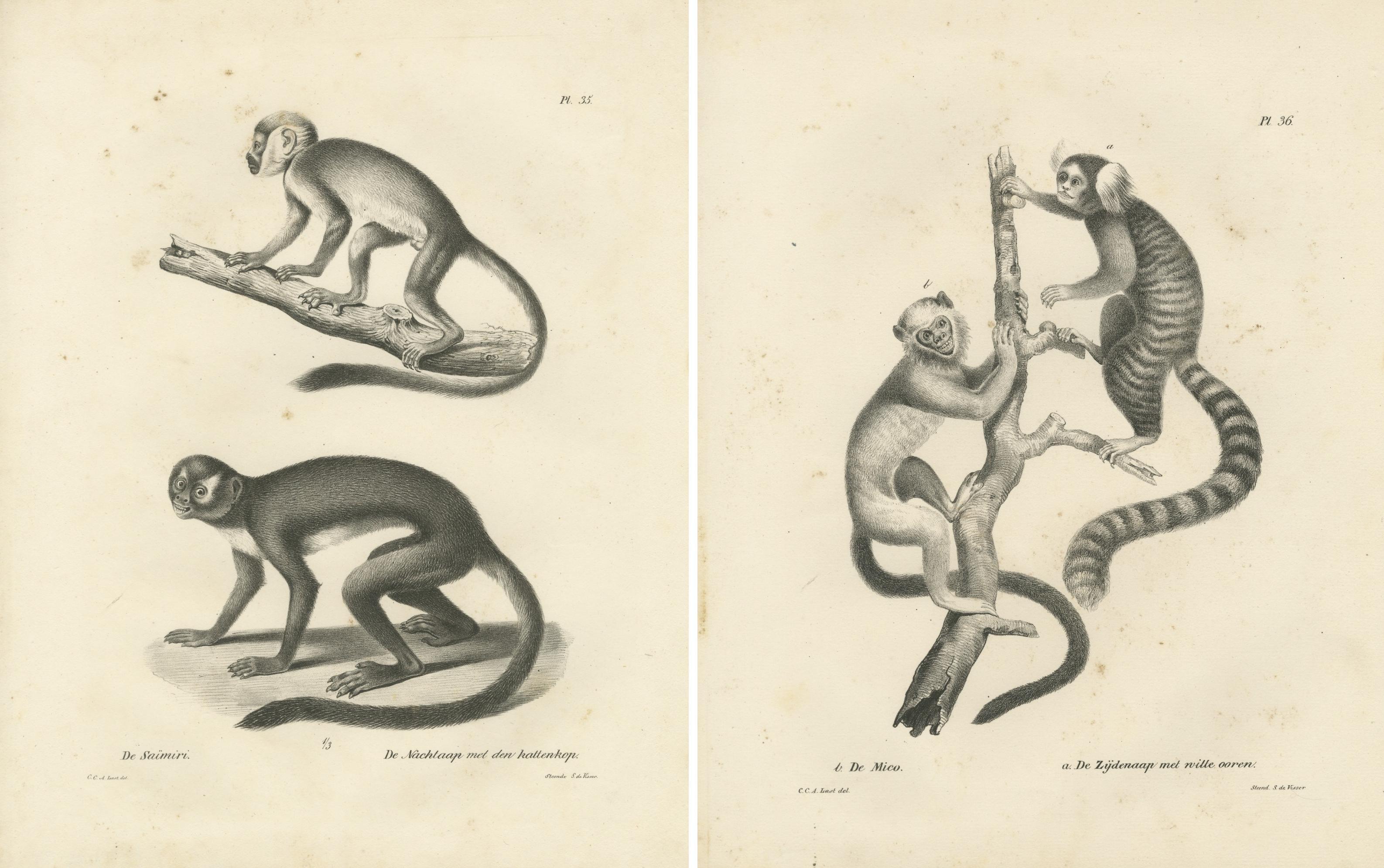 Saimiri, Nachtaffen, Mico und Seidenaffen, Lithografien von C.C. Last, 1836 im Zustand „Gut“ im Angebot in Langweer, NL