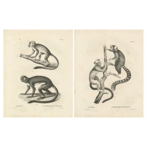 Saimiri, Night Monkey, Mico & Silky Monkey, Lithographs by C.C. Last, 1836