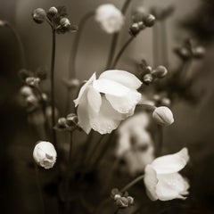 Anemones