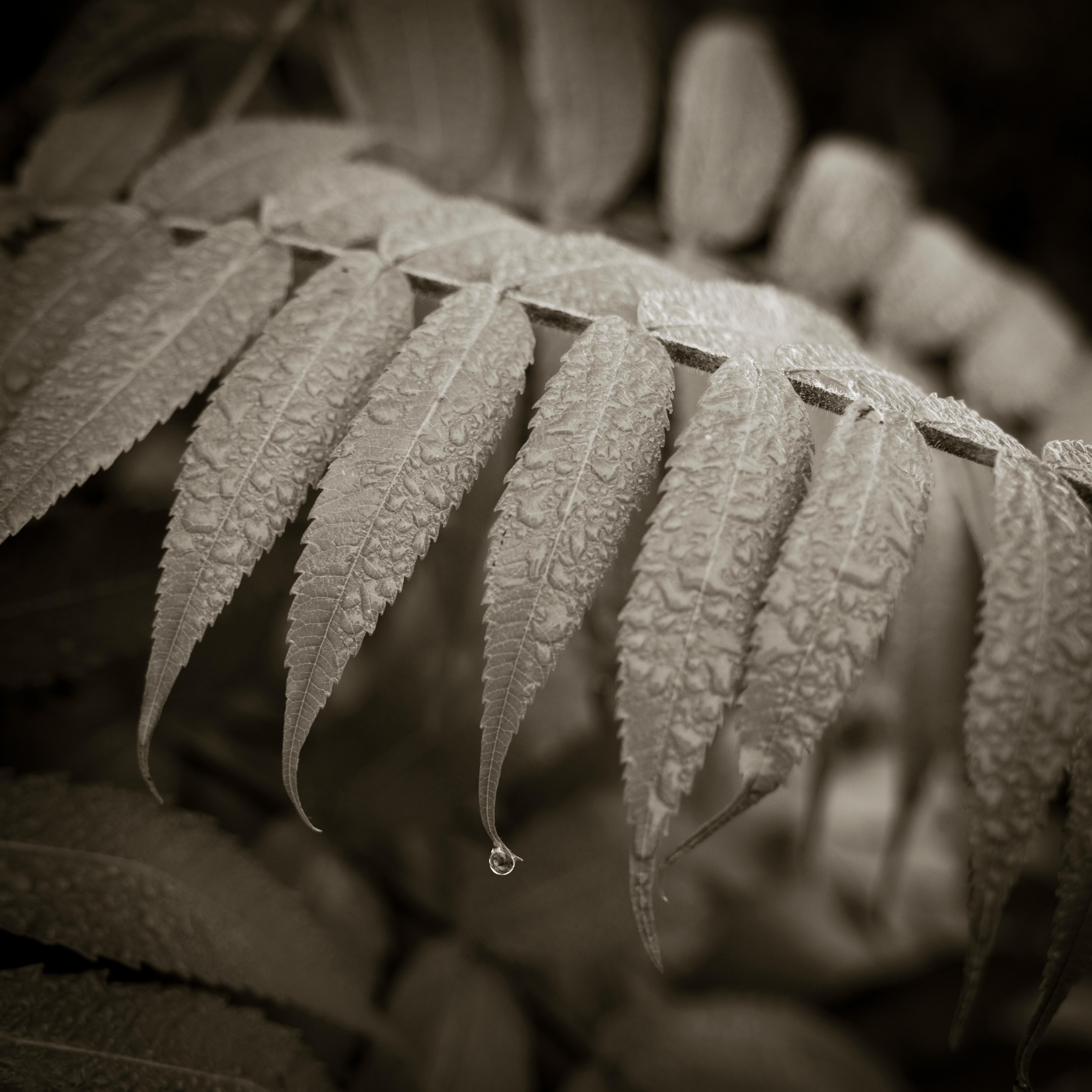 Droplet