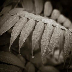 Black and White Photography