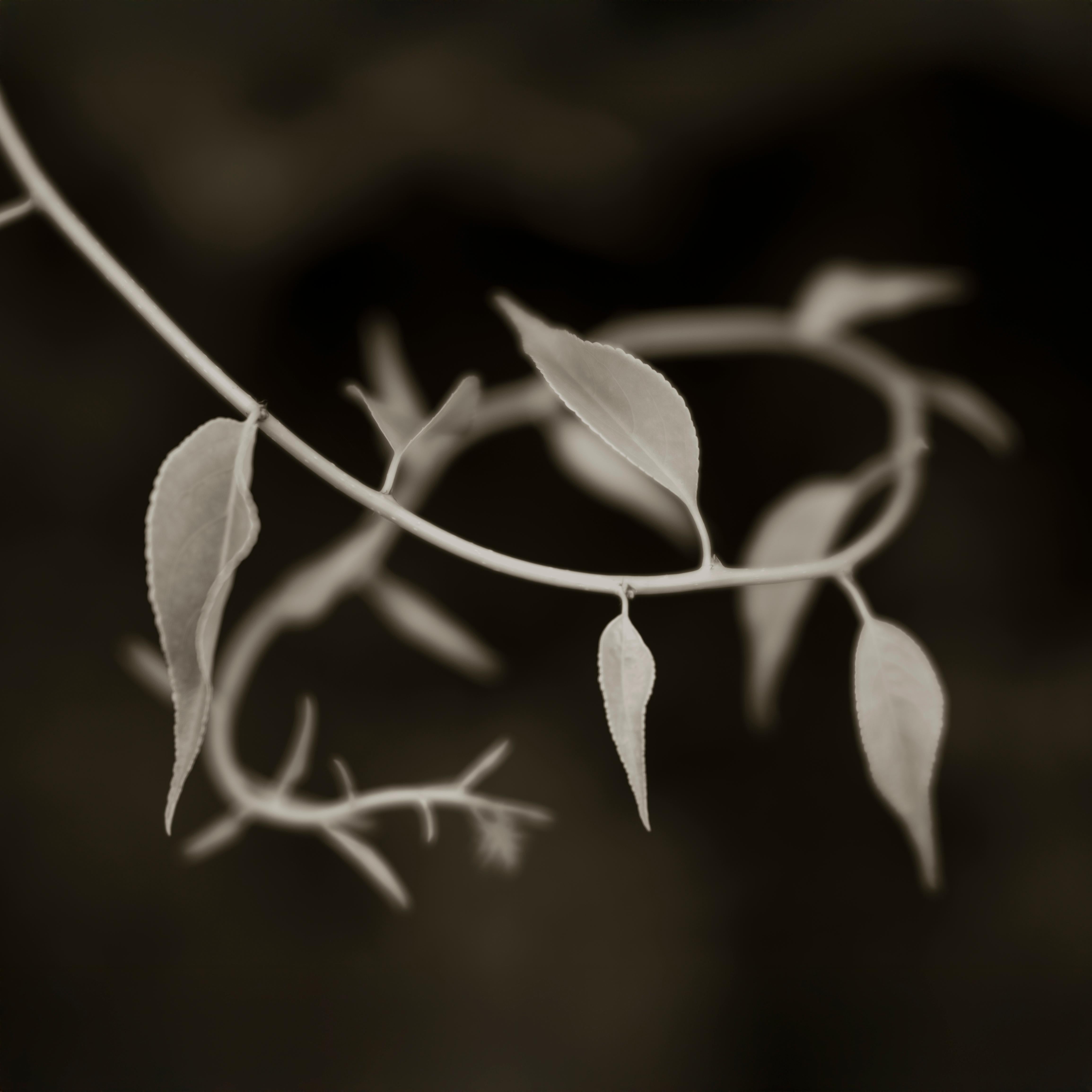 Entwined