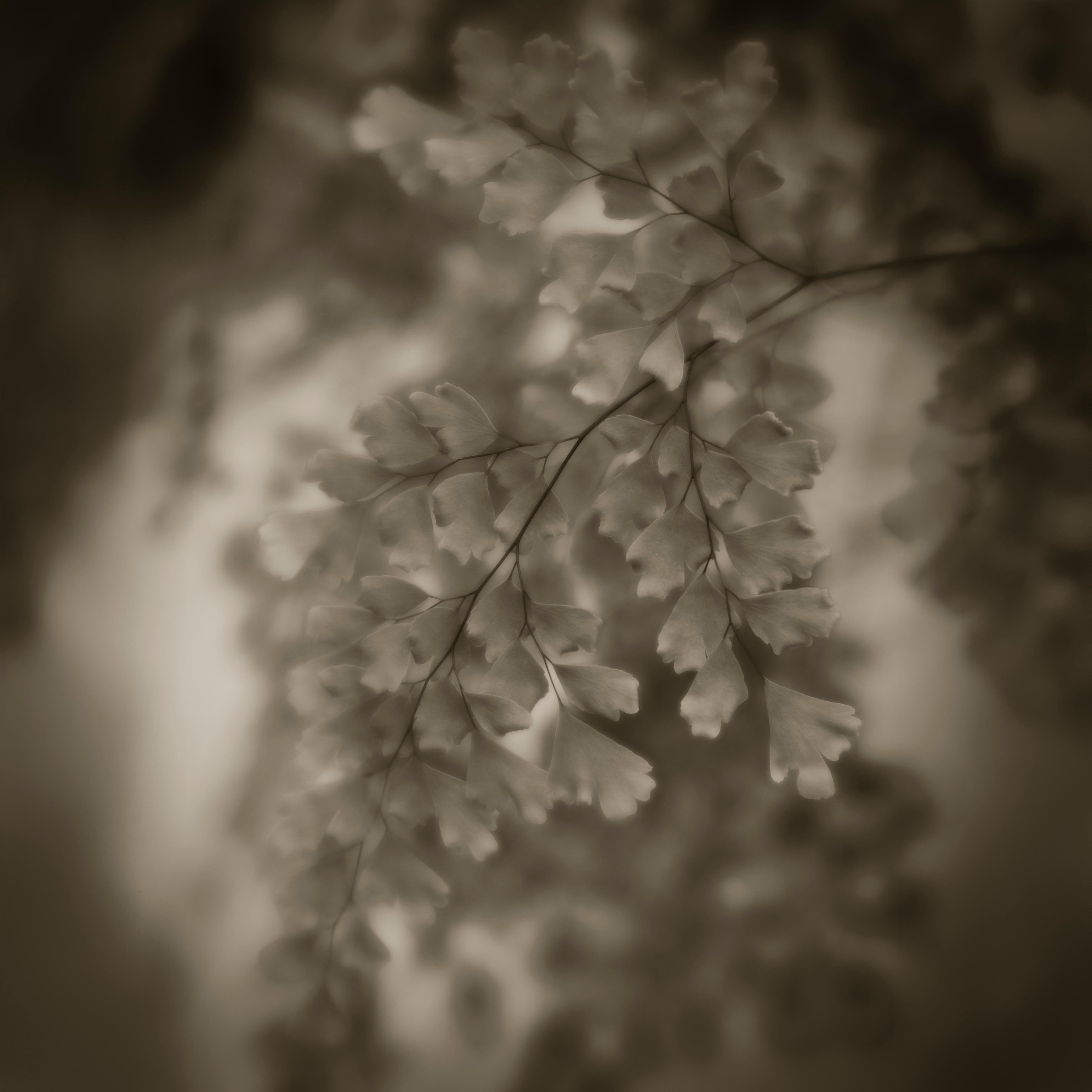 Árbol Fotografía en blanco y negro