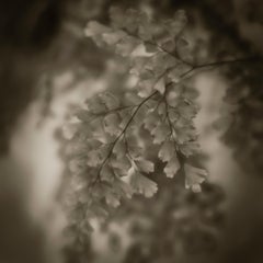 Black and White Photography