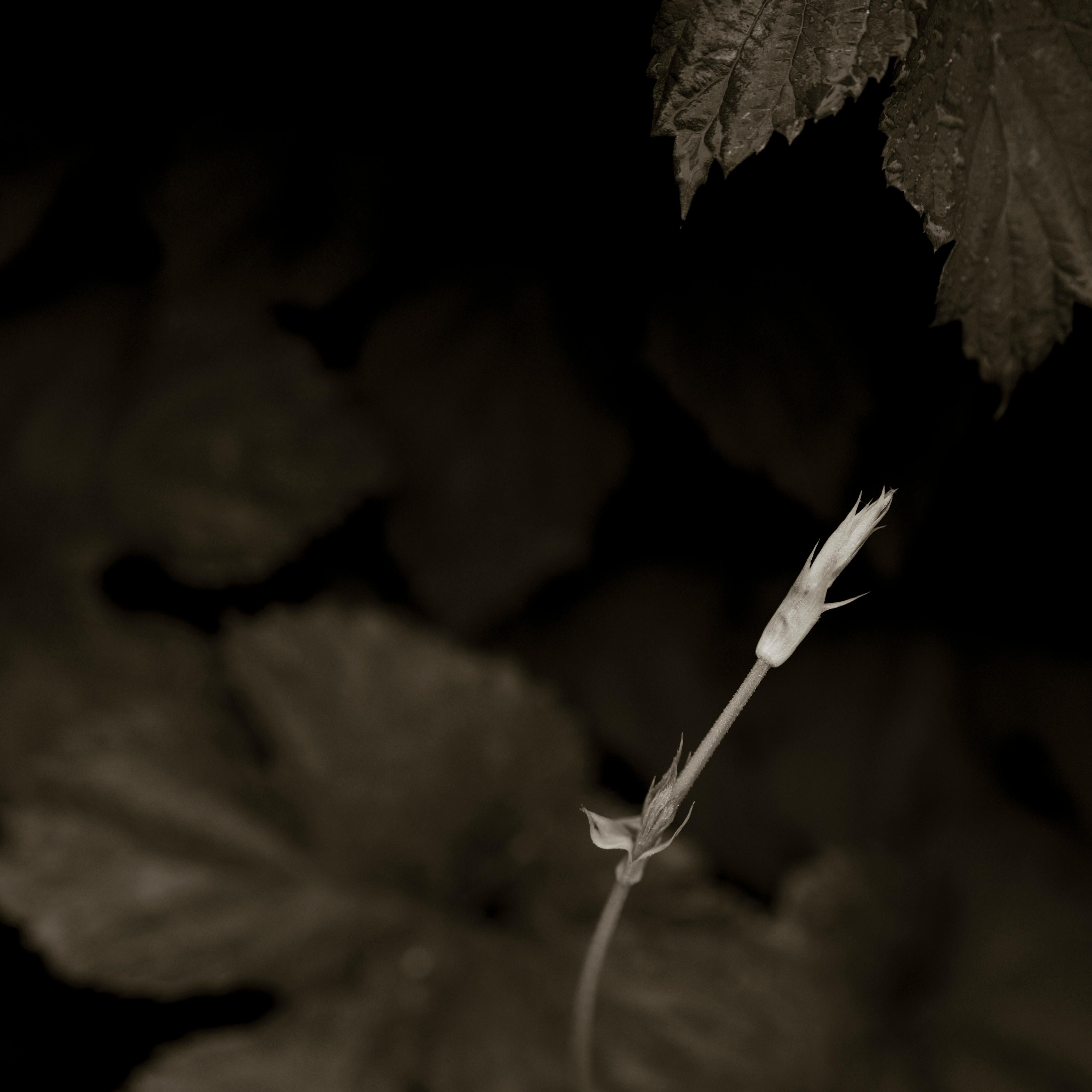 Hope