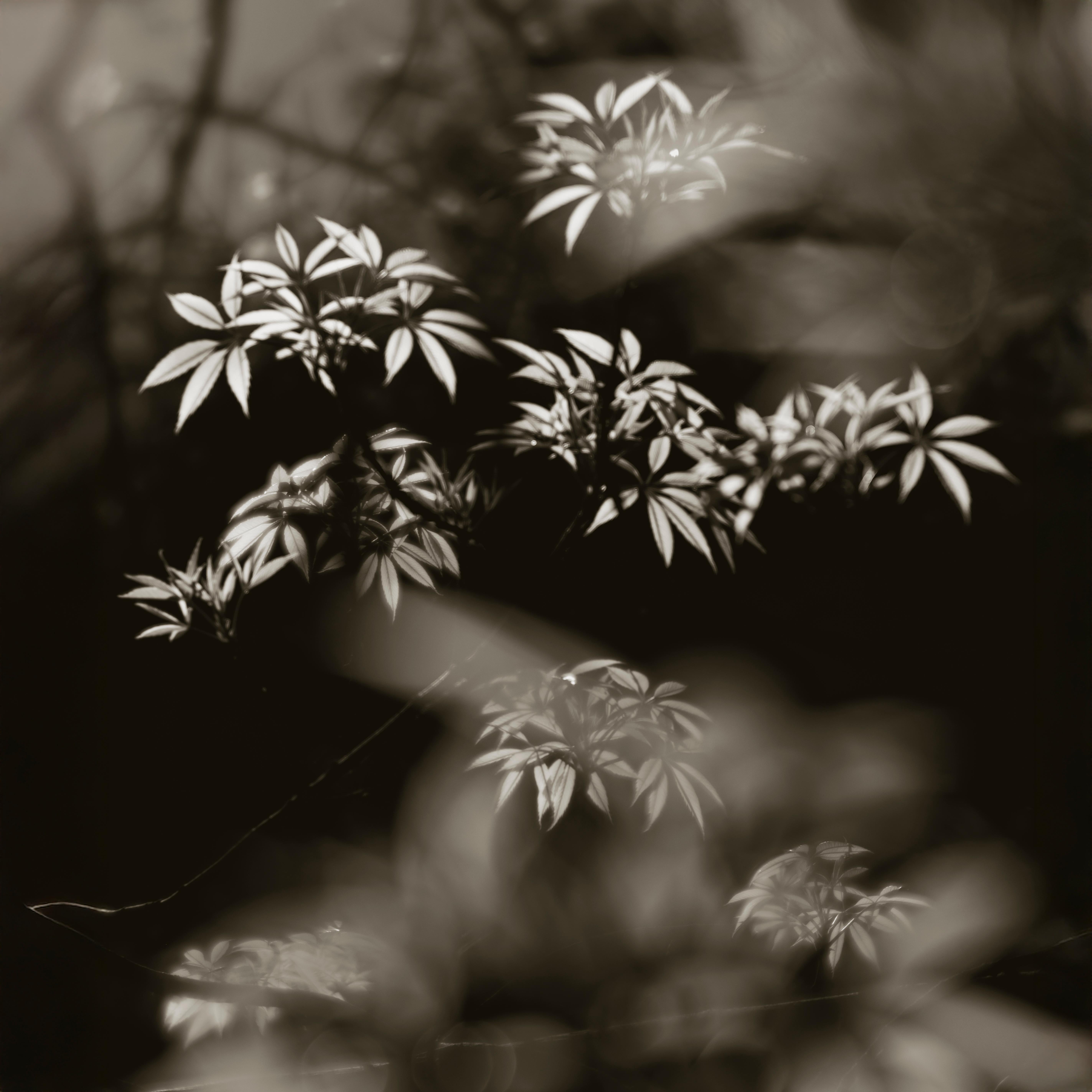Feuilles dansantes