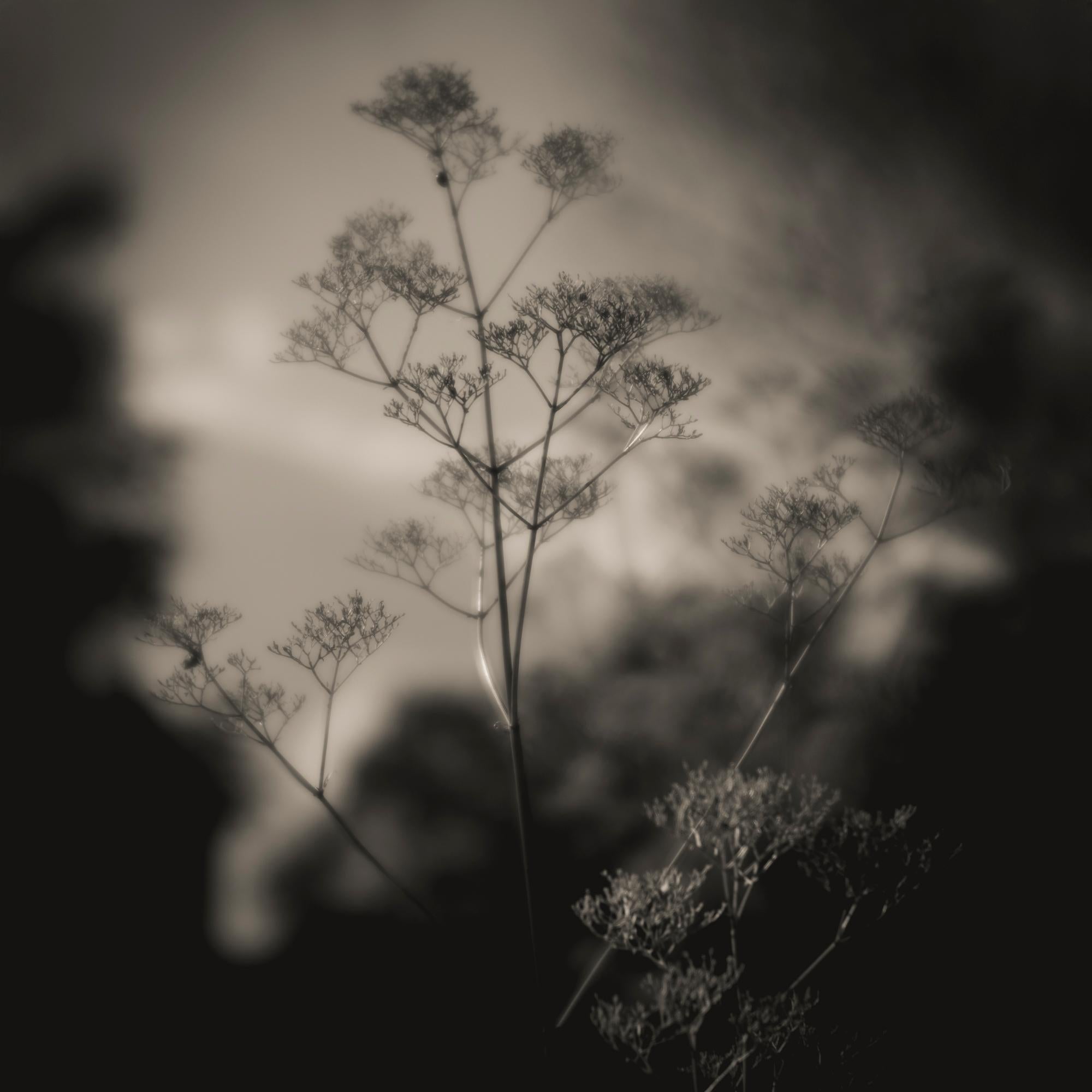 Sal Taylor Kydd Black and White Photograph - Trancendance