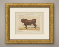 Salers Bull, French Cattle Breed, Antique Chromolithograph by Borie, 1863