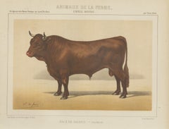 Salers Bull, French Cattle Breed, Antique Chromolithograph by Borie, 1863