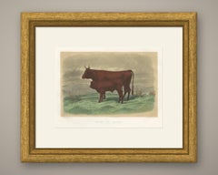 Salers Cow and Calf, Antique Cattle Print after Rosa Bonheur, 1873