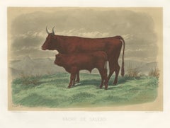 Salers Cow and Calf, Antique Cattle Print after Rosa Bonheur, 1873