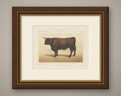 Salers Ox, French Cattle Breed, Antique Chromolithograph by Borie, 1863