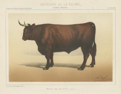 Salers Ox, French Cattle Breed, Antique Chromolithograph by Borie, 1863