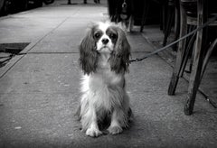 Lavagna Dog (New York City), Sally Davies