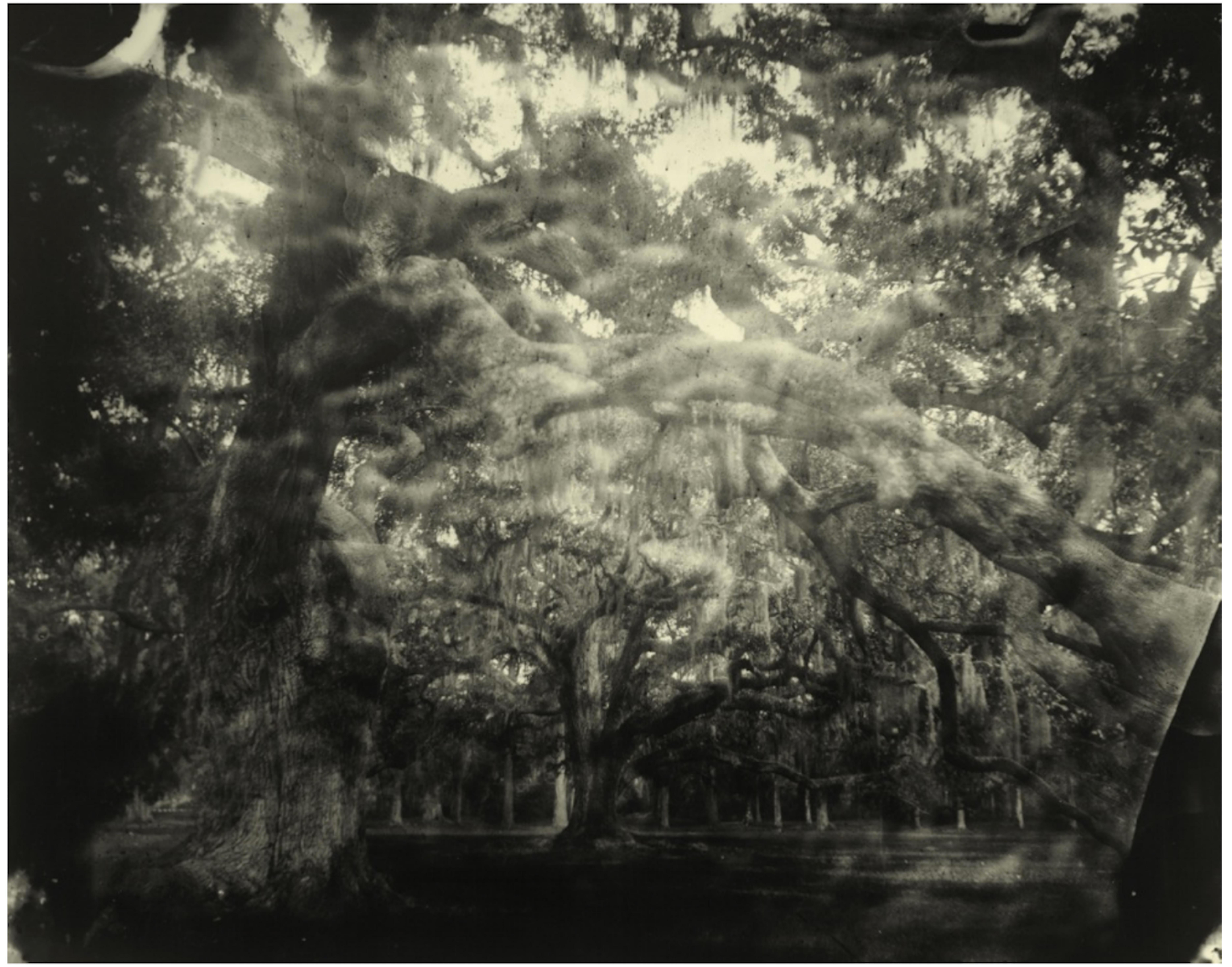 Sally Mann Landscape Photograph - Deep South, Untitled (Woven Branches)