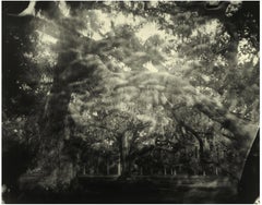 Deep South, Untitled (Woven Branches)