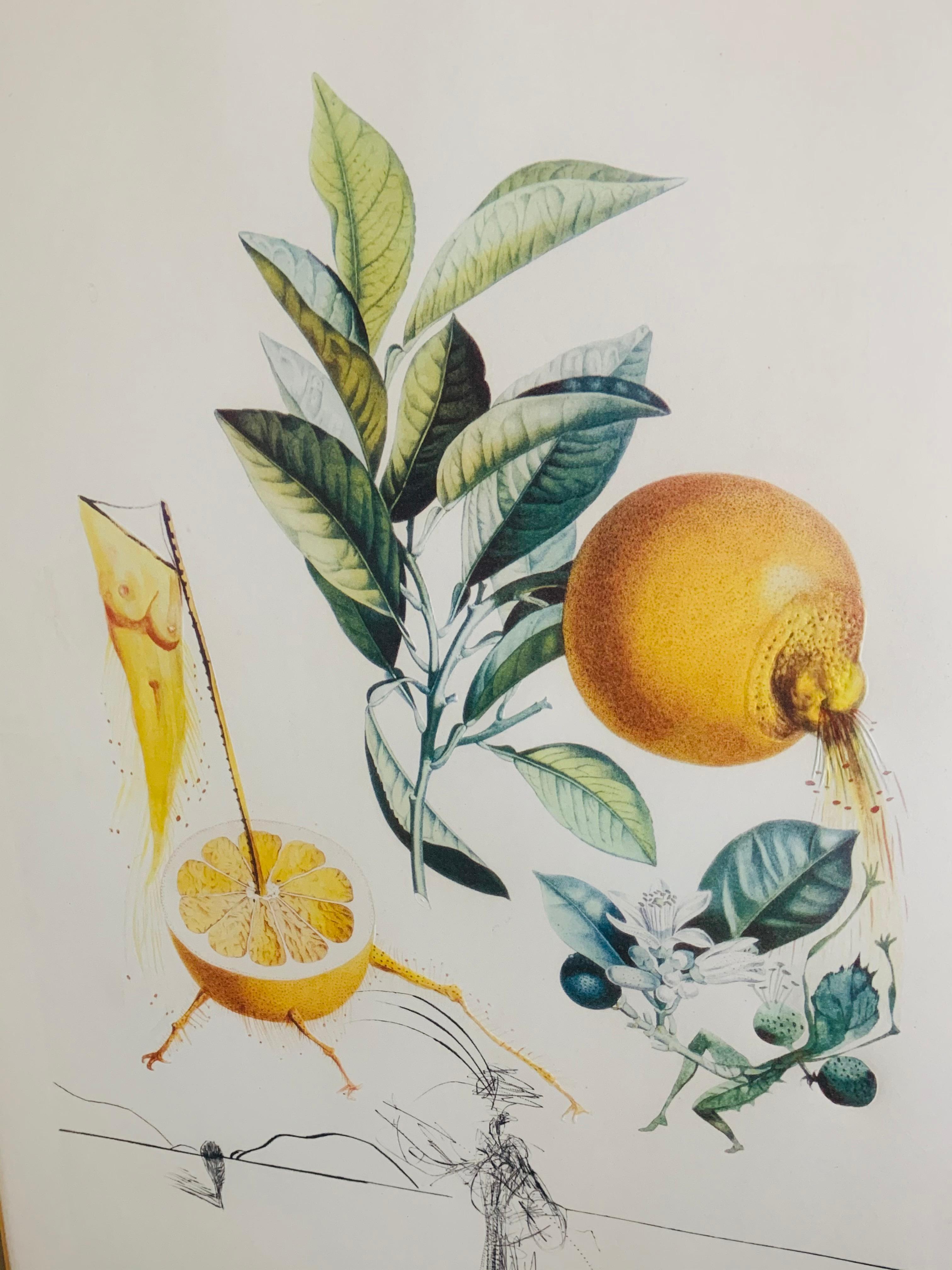 Salvador Dali Flordali Les Fruits Fig Man & Pamplemousse Erotique, Signed 1969 7