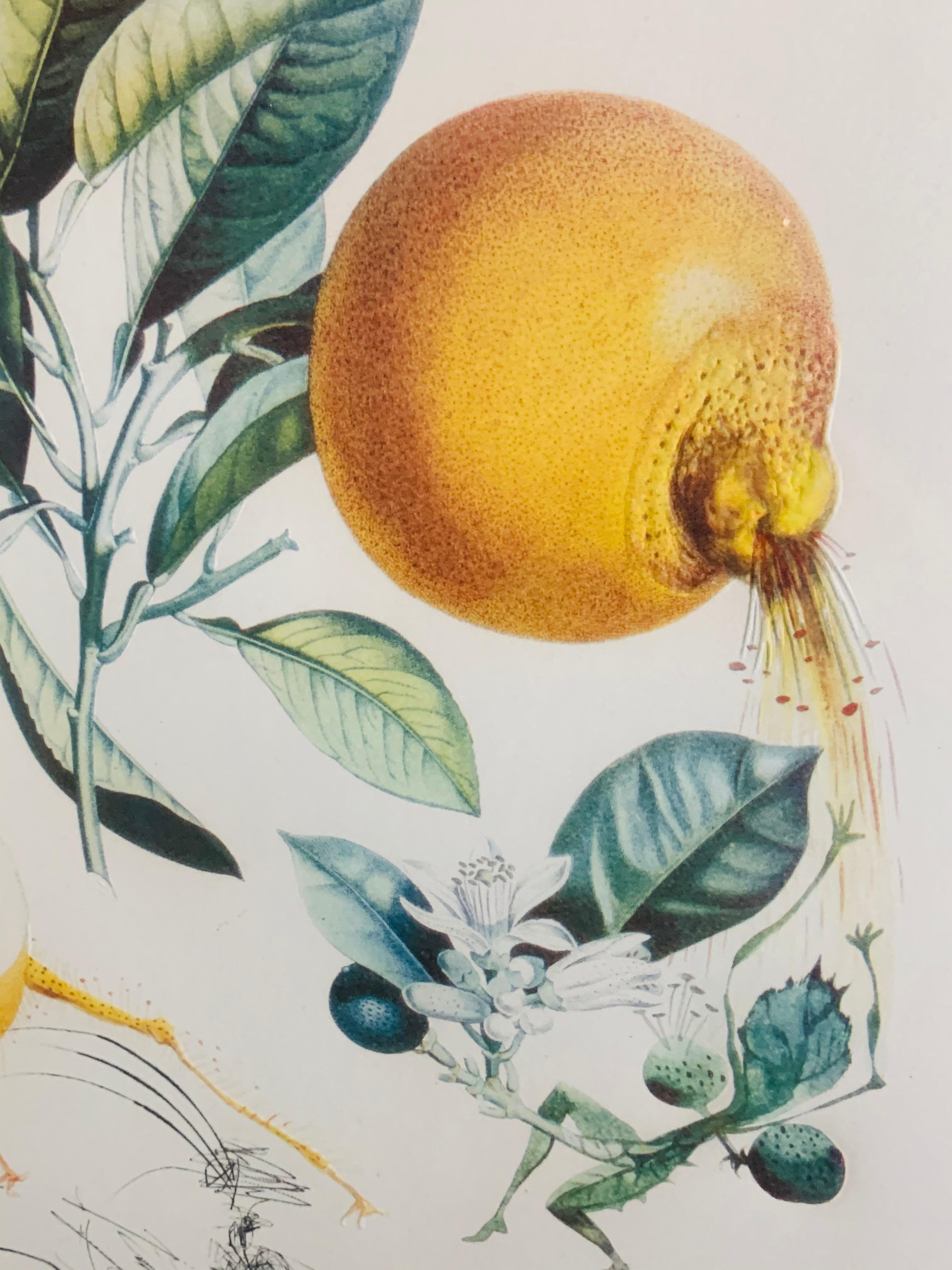 Salvador Dali Flordali Les Fruits Fig Man & Pamplemousse Erotique, Signed 1969 8