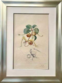 Abricotte (Aprikose), Aus FlorDalí (Les Fruits), 1969
