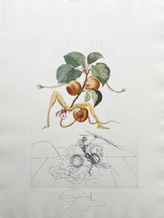 Abricot chevalier (Apricot Knight)