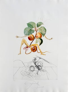 Abricot chevalier (Apricot Knight)