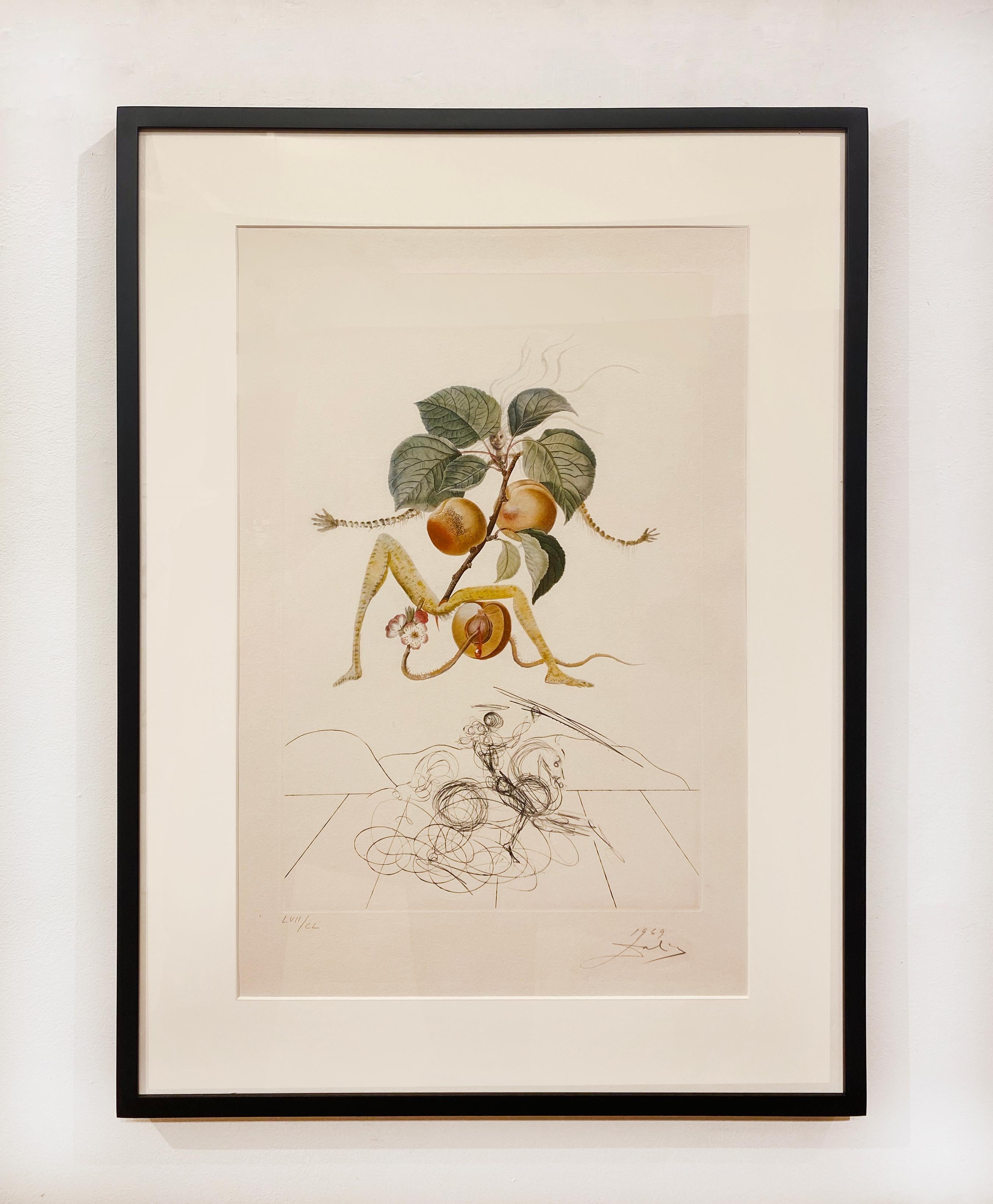 Cavaliere dell'albicocca - Print Surrealismo di Salvador Dalí