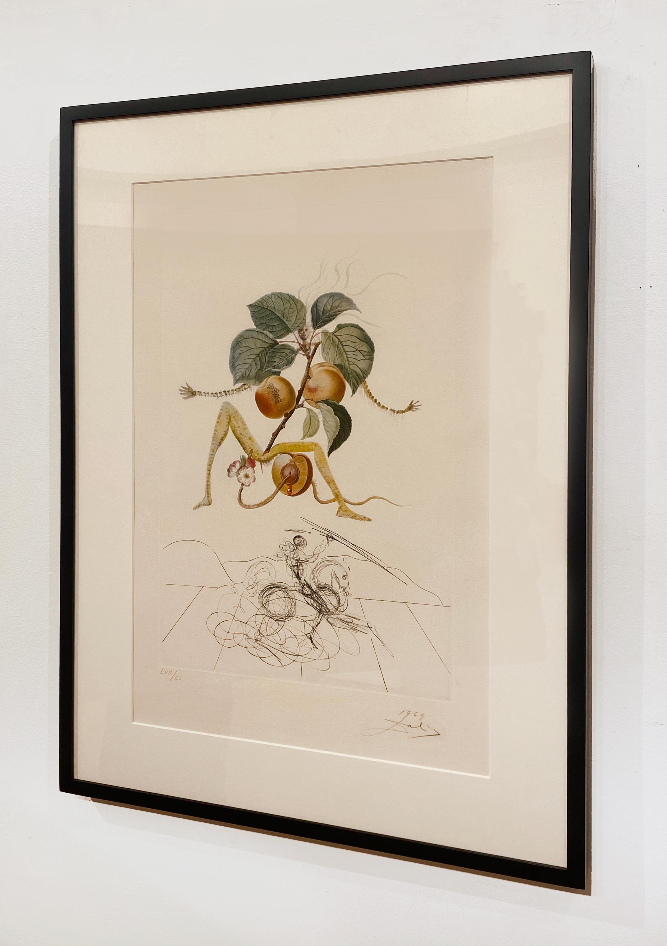 Artist:  Dali, Salvador
Title:  Apricot knight
Series:  Flors Dali (The Fruits)
Date:  1969
Medium:  Lithograph with original drypoint remarques
Unframed Dimensions: 29.92