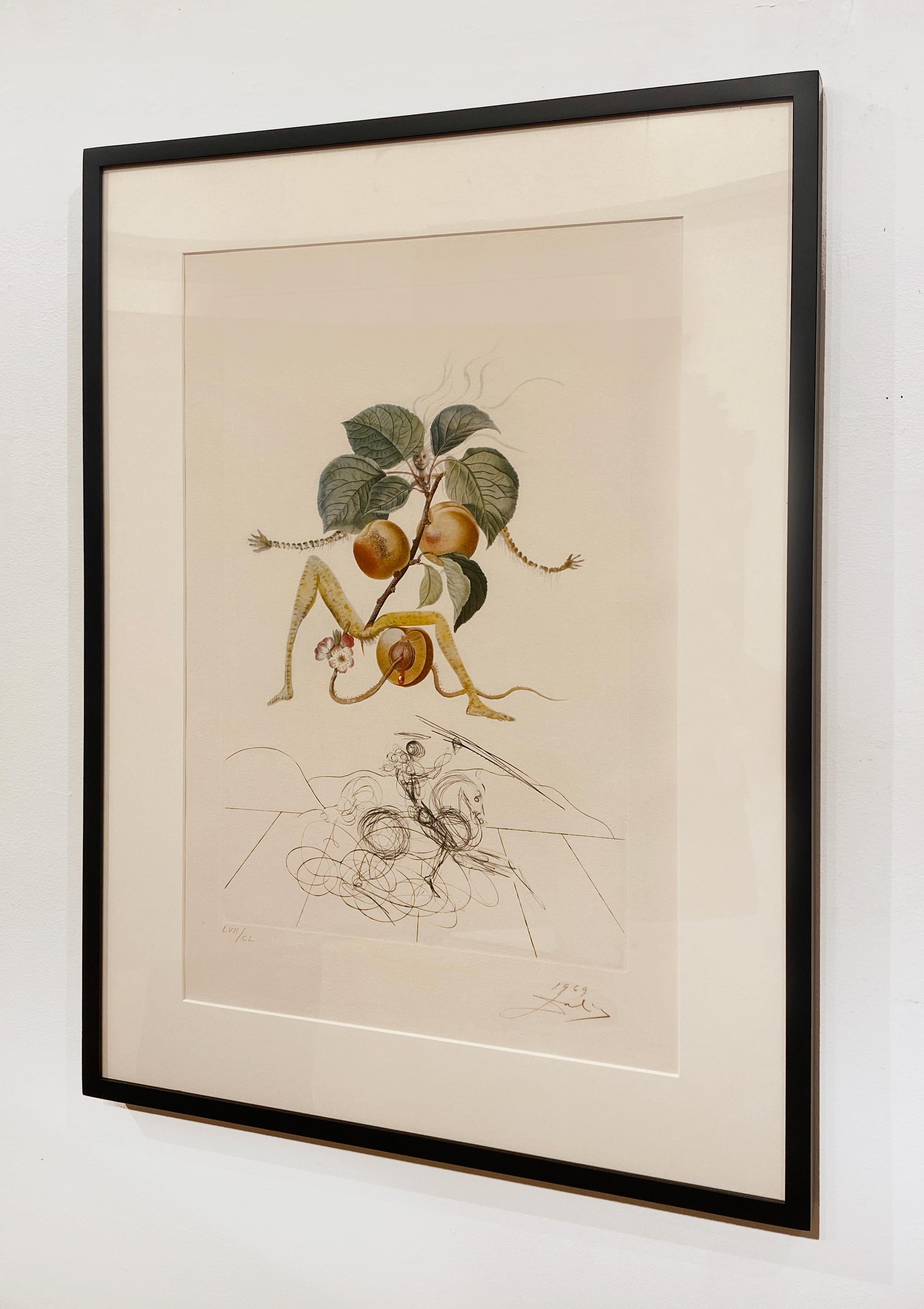 Artista:  Dalì, Salvador
Titolo:  Cavaliere dell'albicocca
Serie:  Flors Dali (I frutti)
Data:  1969
Media:  Litografia con ristampe originali a puntasecca
Non incorniciato Dimensioni: 29.92