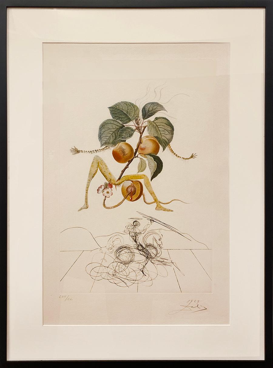 Apricot Knight - Print by Salvador Dalí