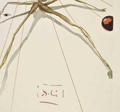 Aracne - Xilografía - 1963