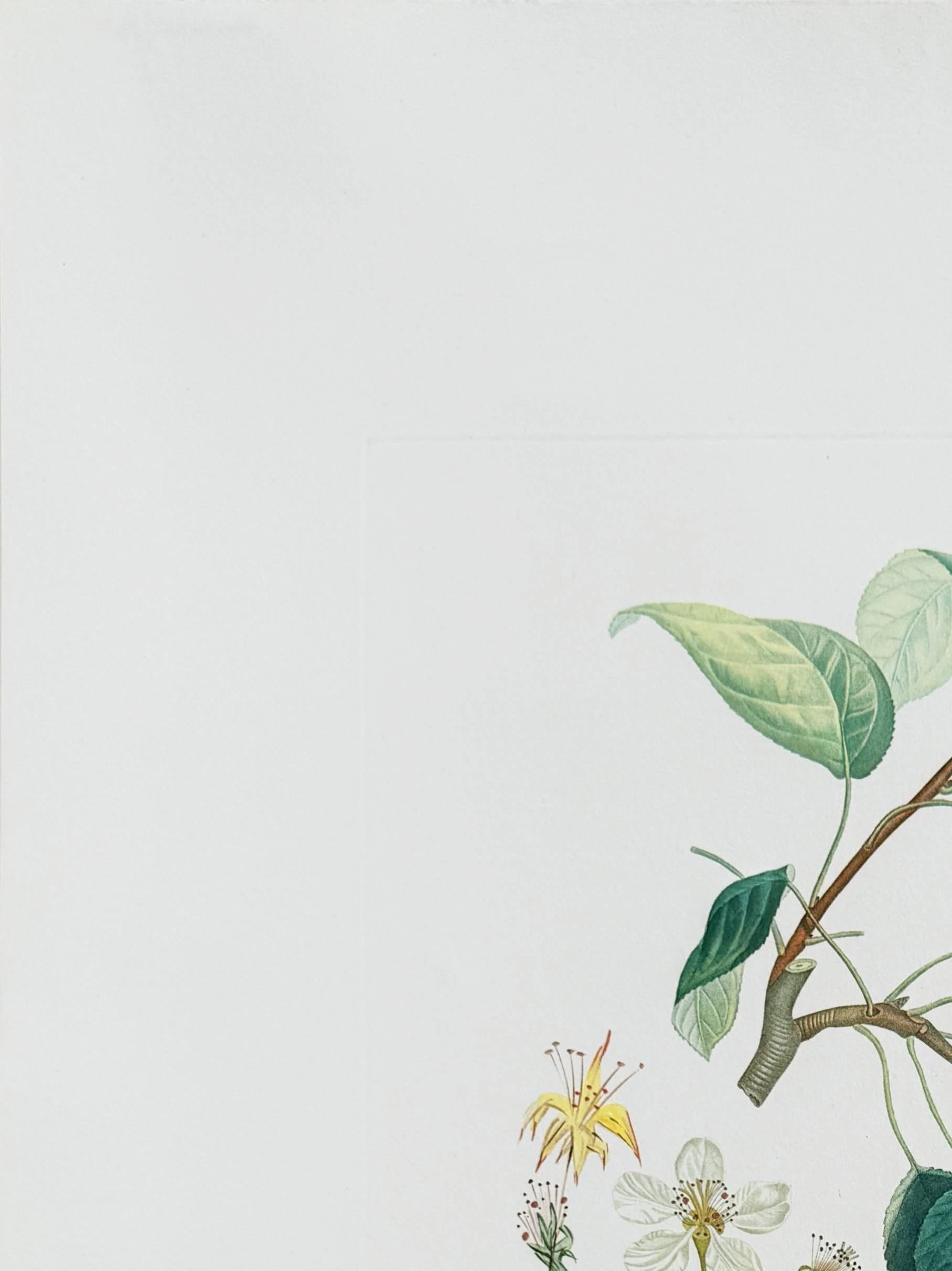 Poire de Don Quichotte de la suite Flordali - Moderne Print par Salvador Dalí