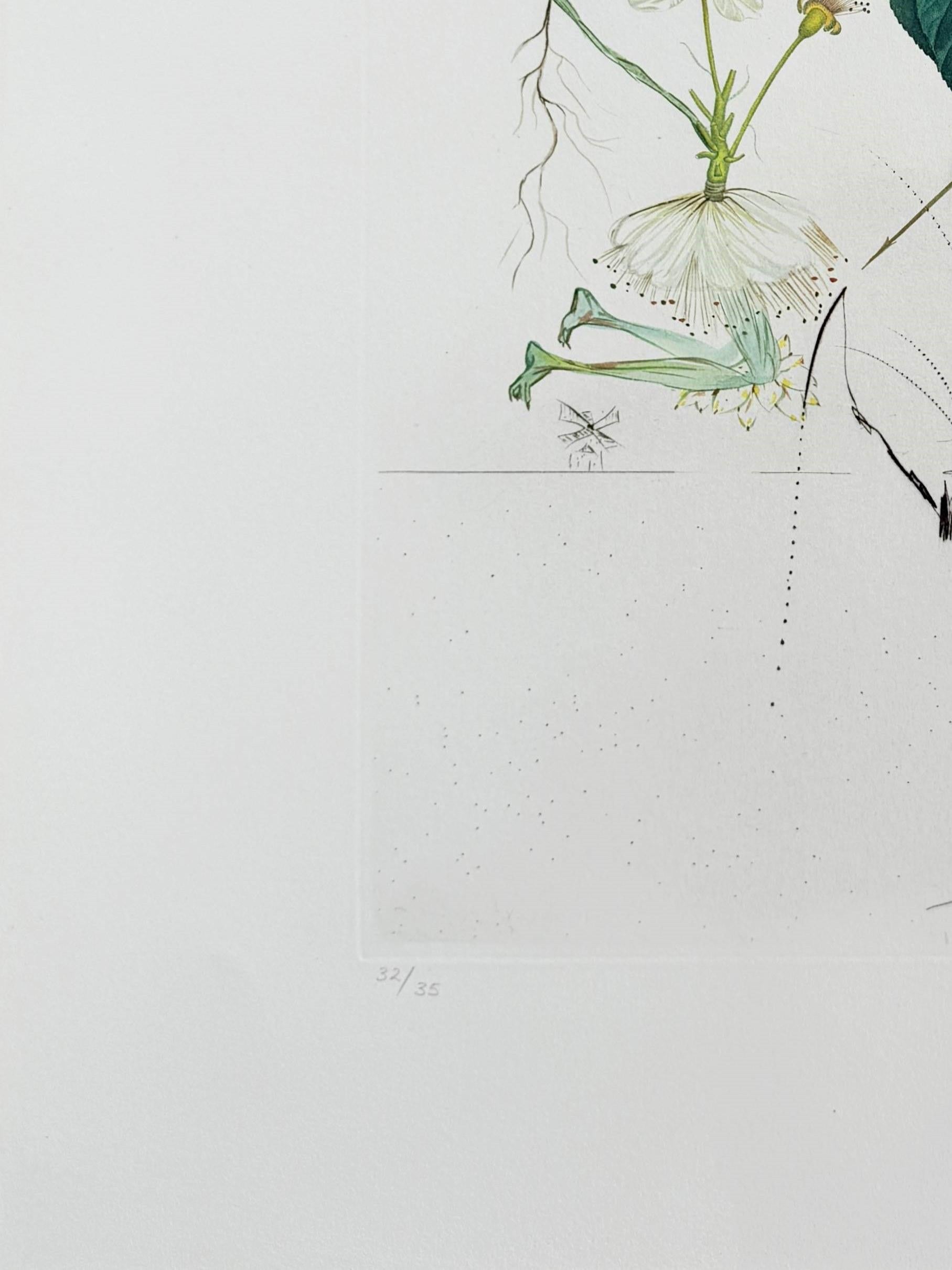 Salvador Dali (1904-1989) - Don Quichotte Poire de la suite Flordali

Lithographie avec gravure à la pointe sèche de 1969.

L'édition 32/35 sur papier Rives.

Dimensions de l'œuvre : 74,5 x 54,5 cm.

Signé à la main.

Éditeur : Werbungs- und Commerz