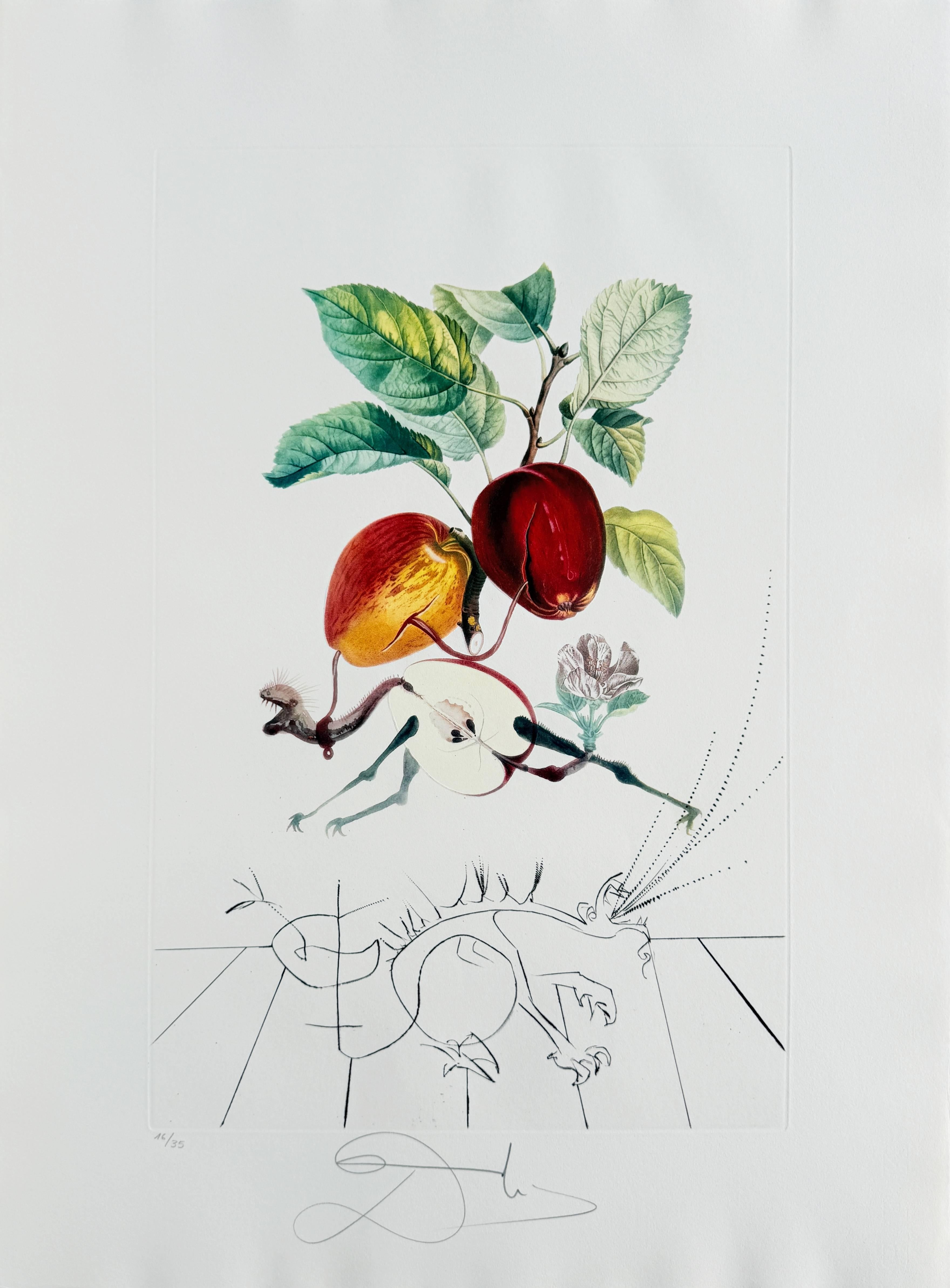 Dragon Apple, Modern Drypoint Etching, Signed, Flordali Suite, 1969