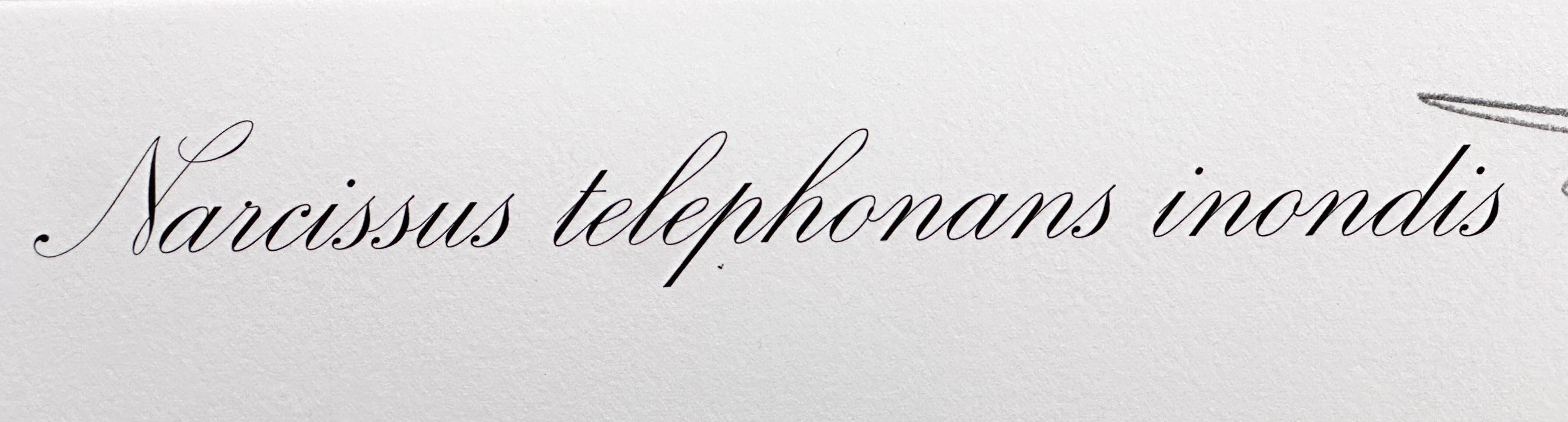 ARTIST: Salvador Dali

TITLE: Florals Daffodils of Love

MEDIUM: Etching on Heavy Arches paper

SIGNED: Hand Signed by Salvador Dali

PUBLISHER: Editions Graphiques Internationales

EDITION NUMBER: 62/350

MEASUREMENTS: 29.5