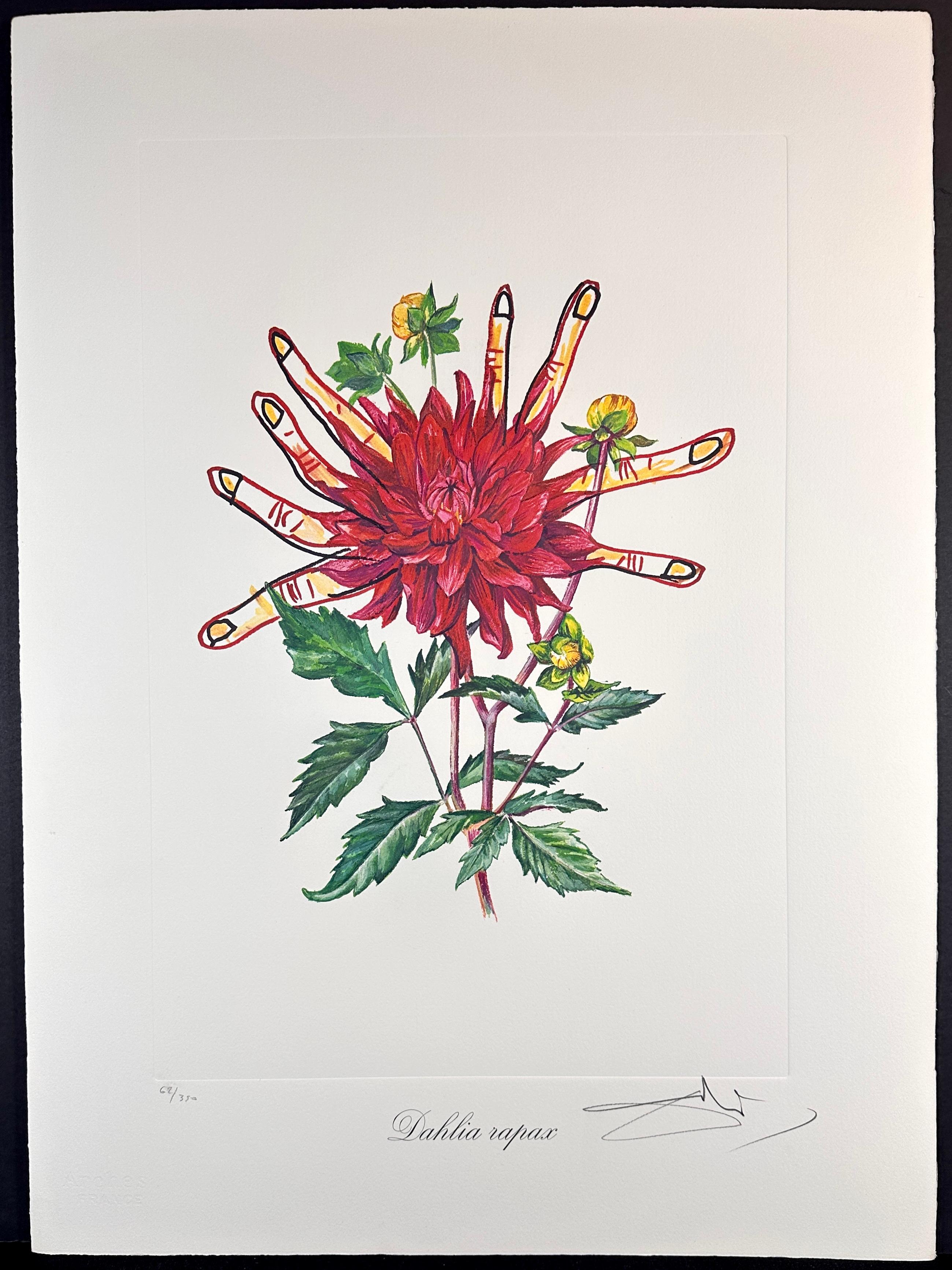 Florals Dahlias of Dali