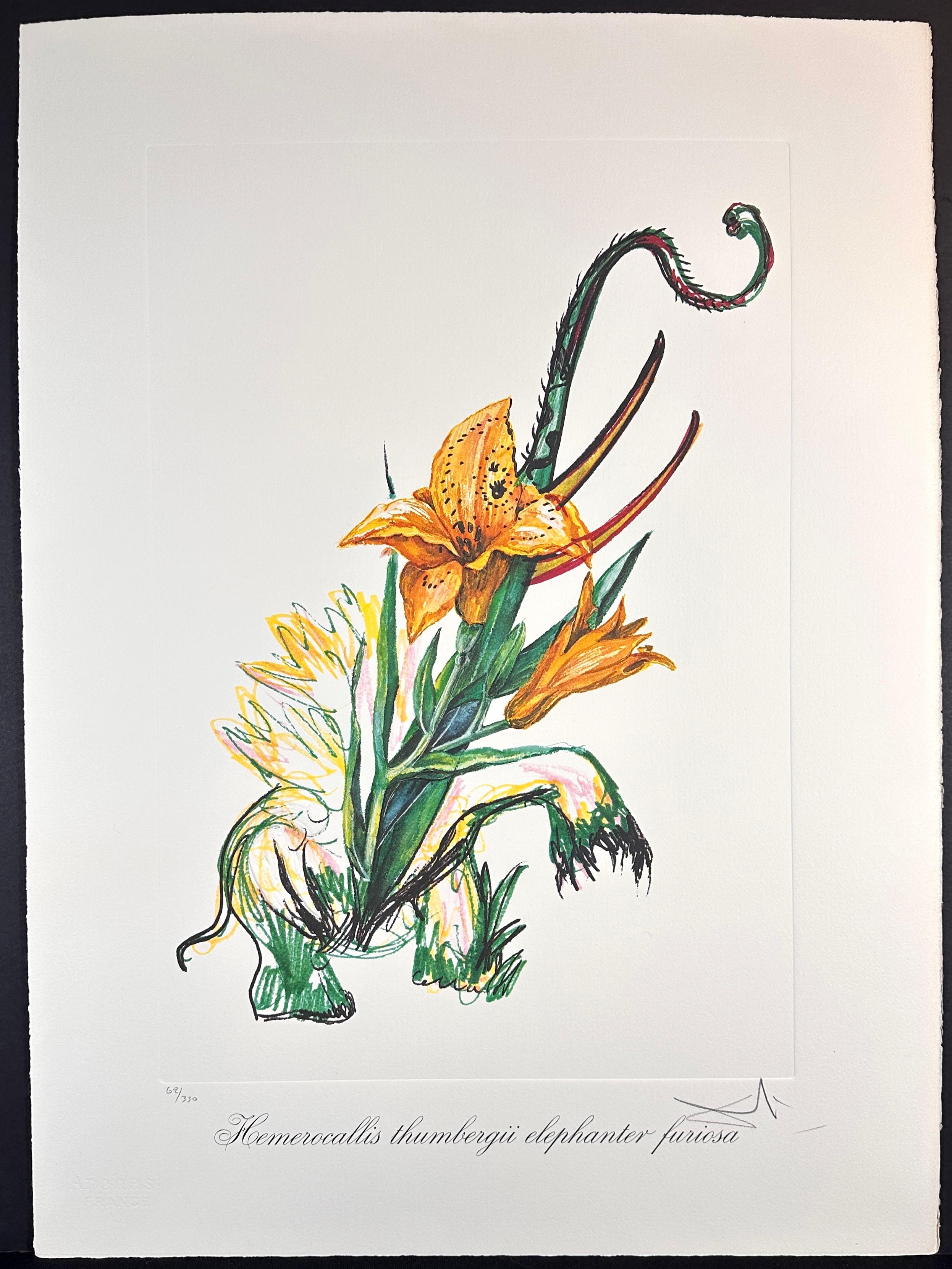 Florals Elephant Lily