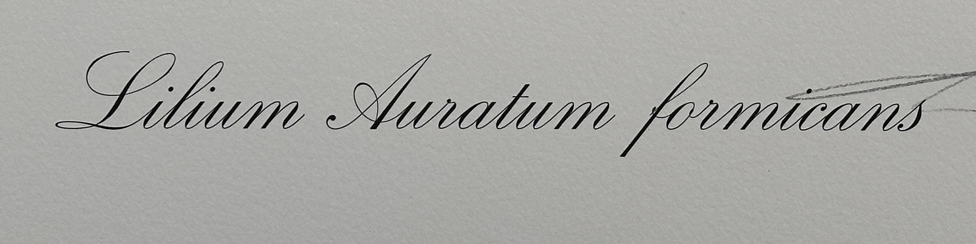 
KÜNSTLER: Salvador Dali

TITEL: Blumen Erotische Lilie

MEDIUM: Radierung

SIGNIERT: Handsigniert von Salvador Dali

VERLAG: Editions Graphiques Internationals

NUMMER DER AUSGABE: 62/350

ABMESSUNGEN: 29.4