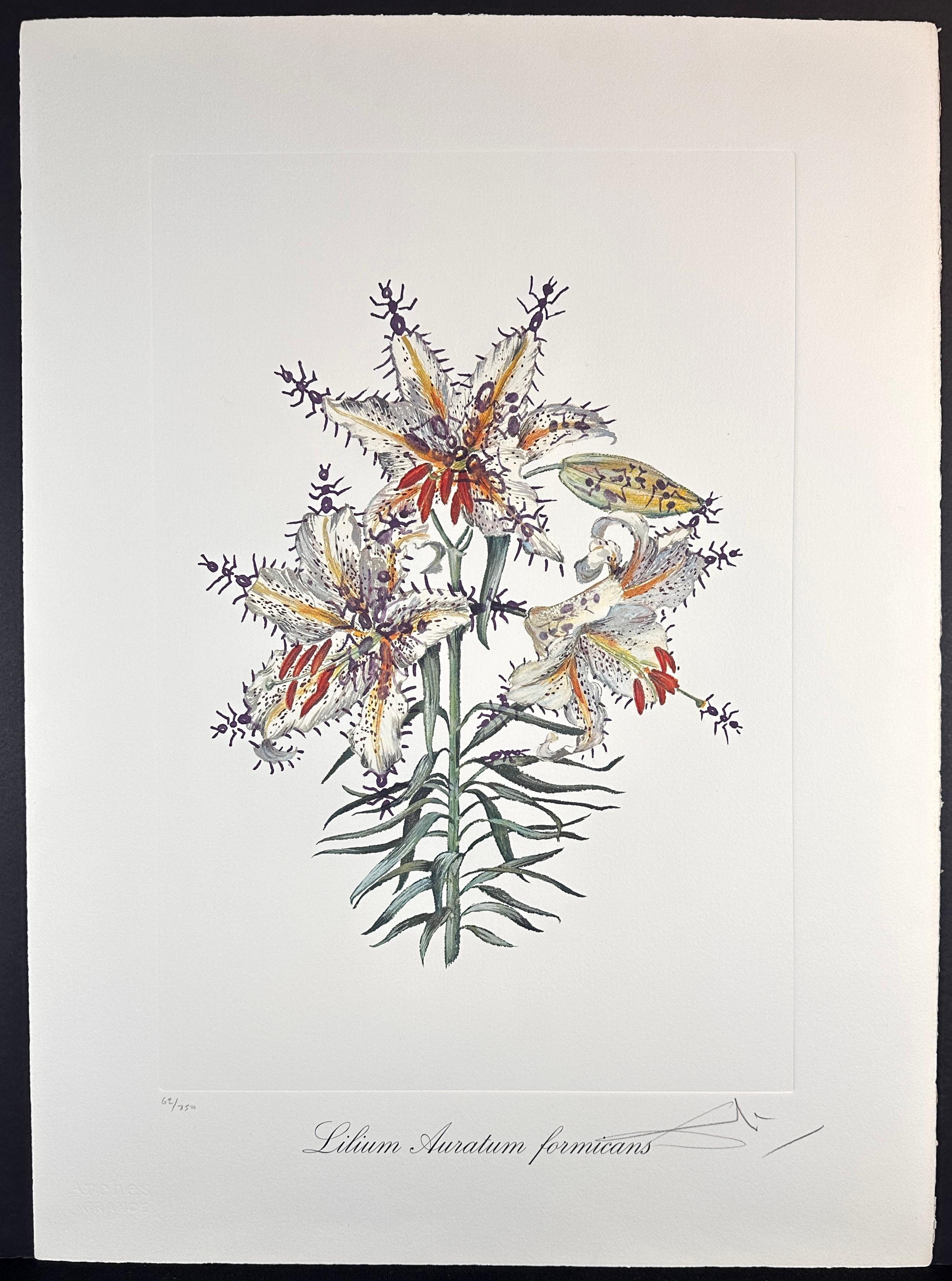 Fleurs Lys érotique