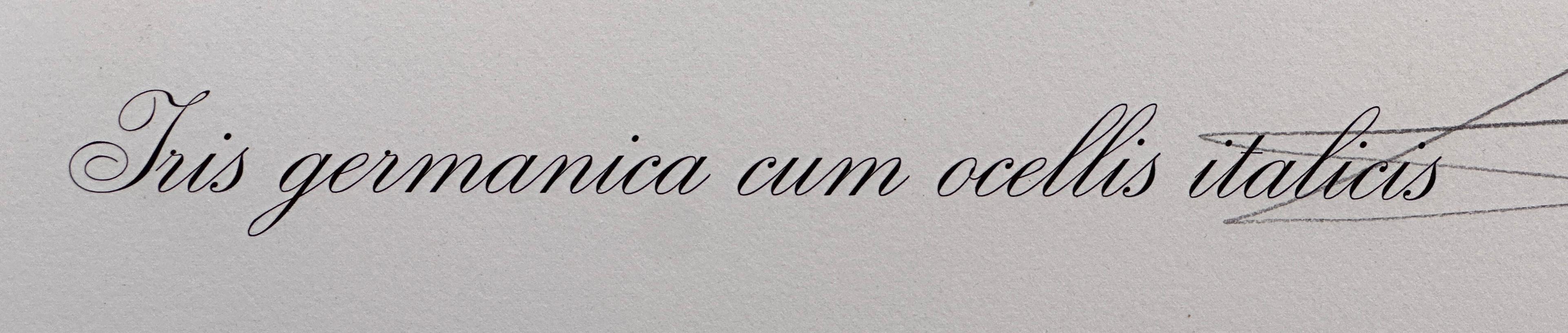 KÜNSTLER: Salvador Dali

TITEL: Florale Iris der Jugend von Dali

MEDIUM: Radierung

SIGNIERT: Handsigniert von Salvador Dali

VERLAG: Editions Graphiques Internationals

NUMMER DER AUSGABE: 62/350

ABMESSUNGEN: 29.4