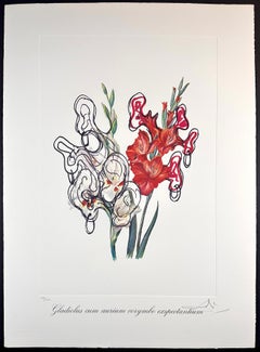 Blumen Piraten Gladiolen